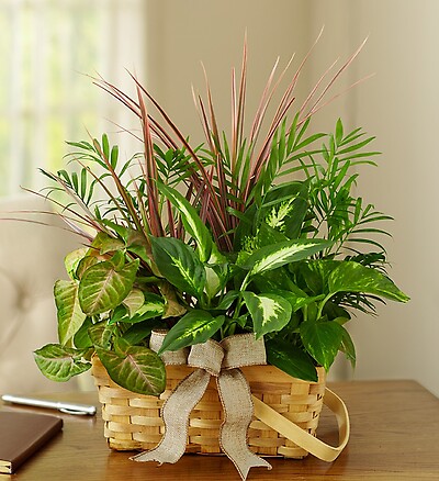 Classic Dish Garden for Sympathy