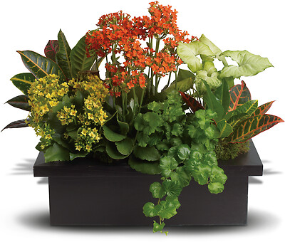 Stylish Plant Assortment